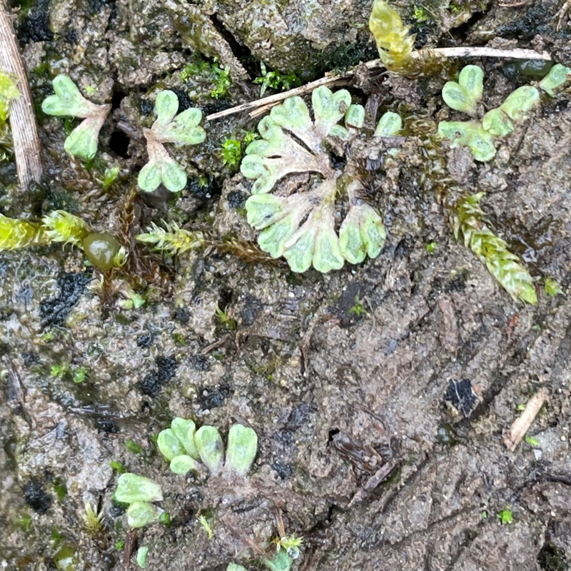 Riccia bifurca